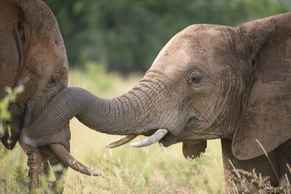 sunway-south-africa-kruger-elephants-bruce-taylor