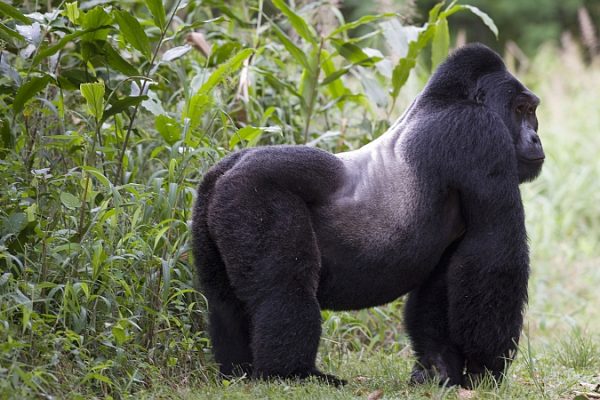 Uganda, Bwindi Impenetrable Forest. Silverback gorilla from R troupe © David Rogers 2006